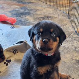 Rottweiler Puppies from Mack Daddy Rottweilers