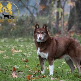 Border Collies, Miniature American Shepherds, Siberian Huskies, and Toy Australian Shepherds from Alpine Tails