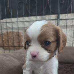 Grey boy - Blenheim male Cavalier King Charles Spaniel puppy in Wimberley, Texas from Amazing AKC Puppies
