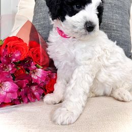 Sheepadoodle Puppies from Maplesierradoodles