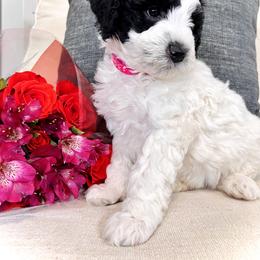 Sheepadoodle Puppies from Maplesierradoodles