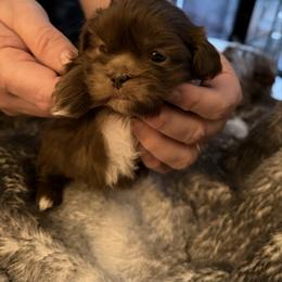 Seth - Liver and white male Shih Tzu puppy in Statesville, North Carolina from Grimmly Blue’s Shih Tzus