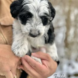 Freddie - Black and white male Sheepadoodle puppy in Thornville, Ohio from Four Front Doodles & Friends