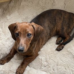 Daniel - Dachshund