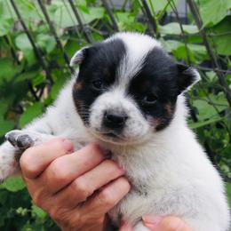 Star - Blue mottled female Australian Cattle Dog puppy in Redding, California from Macushla Kennel