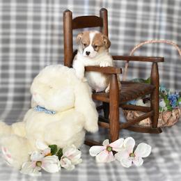 Apollo - Red male Pembroke Welsh Corgi puppy in Gig Harbor, Washington from Pacific Northwest Pembroke Welsh Corgis