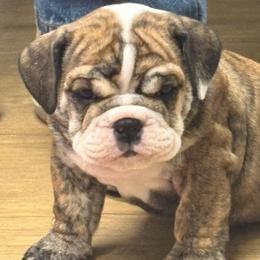 Joque - Red brindle and white male Bulldog puppy in Laurel, Montana from Bull Mountain Bulldogs