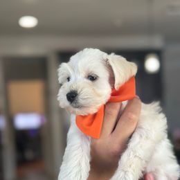 Zeus - White male Miniature Schnauzer puppy in Waddell, Arizona from West Valley Schnauzers & Dachshunds