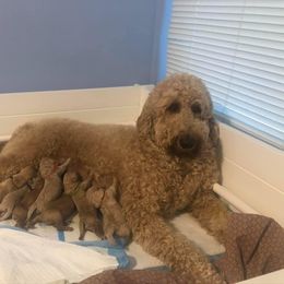 Goldendoodle Puppies from SunriseDoodles