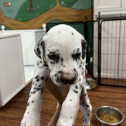 Girl 2 - White and liver brown Dalmatian puppy in West Lafayette, Indiana from Celestial Fyre Dalmatians