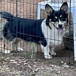 Maltipoo and Pembroke Welsh Corgi All Grown Up from Eclipseann