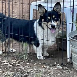 Maltipoo and Pembroke Welsh Corgi All Grown Up from Eclipseann