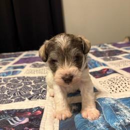 Boy 3 - Parti male Miniature Schnauzer puppy in Dunlap, Tennessee from Beards of Glory
