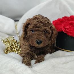 Aston (blue collar)-OFA and CHIC sire - Red  male Poodle puppy in Westfield, North Carolina from Legacy Pets