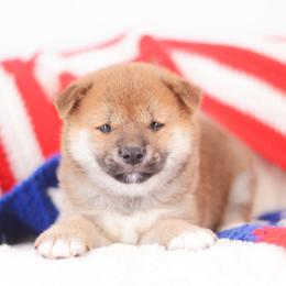 Natsumi - Red male Shiba Inu puppy in Neosho, Missouri from Sunny Terrace Shibas