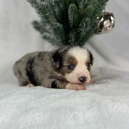 Chocolate chip - Blue merle male Miniature Australian Shepherd puppy in Bedias, Texas from JSK Aussie and Cavaliers