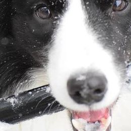 Border Collies and Papillons from Larimar Border Collies and Papillons
