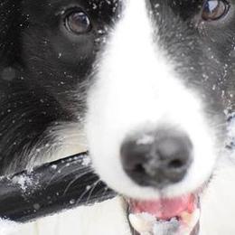 Border Collies and Papillons from Larimar Border Collies and Papillons
