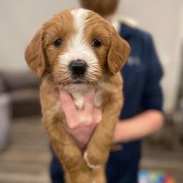 White - Red  female Goldendoodle puppy in Medina, Ohio from Farmer Doodles