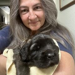 Leonberger Puppies from Desert Magick Leonbergers