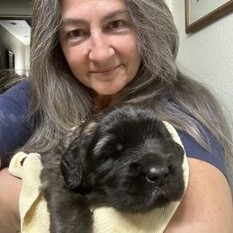 Leonberger Puppies from Desert Magick Leonbergers