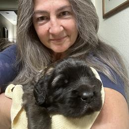 Leonberger Puppies from Desert Magick Leonbergers