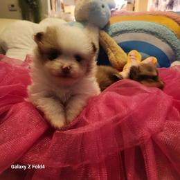 Lucky - 3,500 dollars - Chocolate merle male Pomeranian puppy in Amelia, Ohio from Boujee Puff Poms