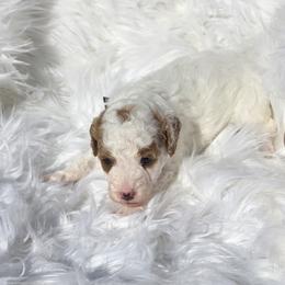 Boy 4 - male Goldendoodle puppy in Shelby Township, Michigan from Shelby Doodles MI LLC