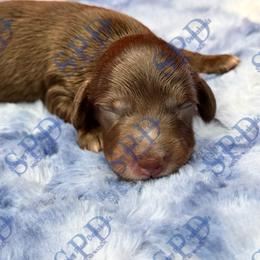 Brooks - Chocolate and tan male Dachshund puppy in Onalaska, Texas from Smokey Pines Dachshunds