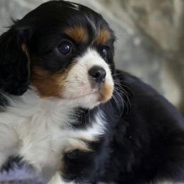 Cavalier King Charles Spaniels from Blueberry Hill Cavaliers