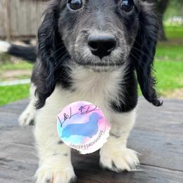 Boy 2 - Piebald male Dachshund puppy in Houston, Texas from L&L 4D Dancer’s Dachshunds