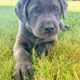 Labrador Retriever Puppies from Junction Labradors