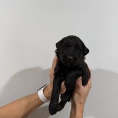 Boy 2 - Merle male Whoodle puppy in Pima, Arizona from Schmidt's K9s
