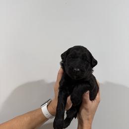 Boy 2 - Merle male Whoodle puppy in Pima, Arizona from Schmidt's K9s