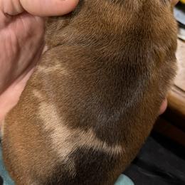 Dachshund Puppies from Witchy Woman’s Wiener’s