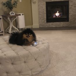 Pomeranian Puppies from Pardi Poms