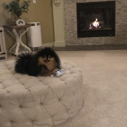 Pomeranian Puppies from Pardi Poms