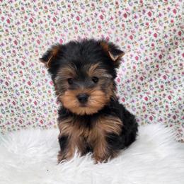 Koda - Blue and gold male Yorkshire Terrier puppy in Monticello, Iowa from Ashley’s Puppies