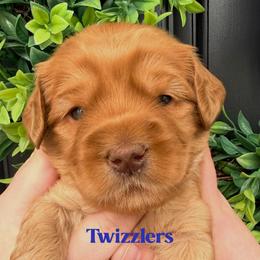 Twizzlers - Caramel male Australian Labradoodle puppy in Silver Spring, Maryland from Potomac Australian Labradoodles