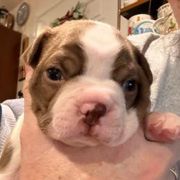 Bani - Red male Boston Terrier puppy in Monroe, Washington from Nordkyn Boston Terriers