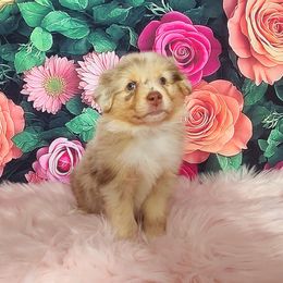 Australian Shepherd Puppies from Whimsical Aussies