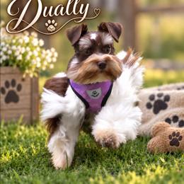 Dually - Miniature Schnauzer