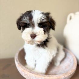 Leela - Parti female Miniature Schnauzer puppy in Calera, Alabama from Tuck’s Farmstead
