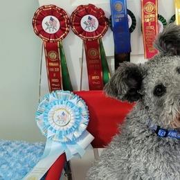 Pumik from Rocklin Farms Pumi
