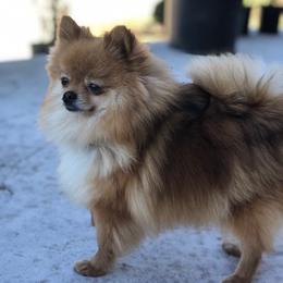 Pomeranians from Royal Palace