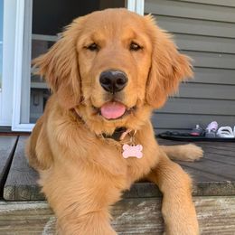 Golden Retrievers from Riverbend Retriever’s