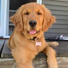 Golden Retrievers from Riverbend Retriever’s