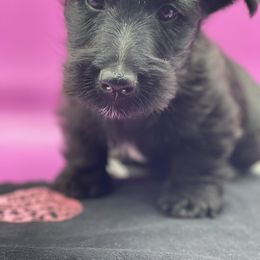 Scottish Terrier Puppies from Moo's Scotties