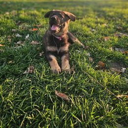 German Shepherd Puppies from Von Thomson Haus