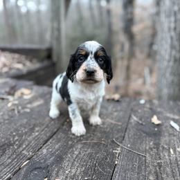 Wesson - Tri-Roan male English Springer Spaniel puppy in Comer, Georgia from Stratton Spaniels